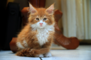 MiniCat