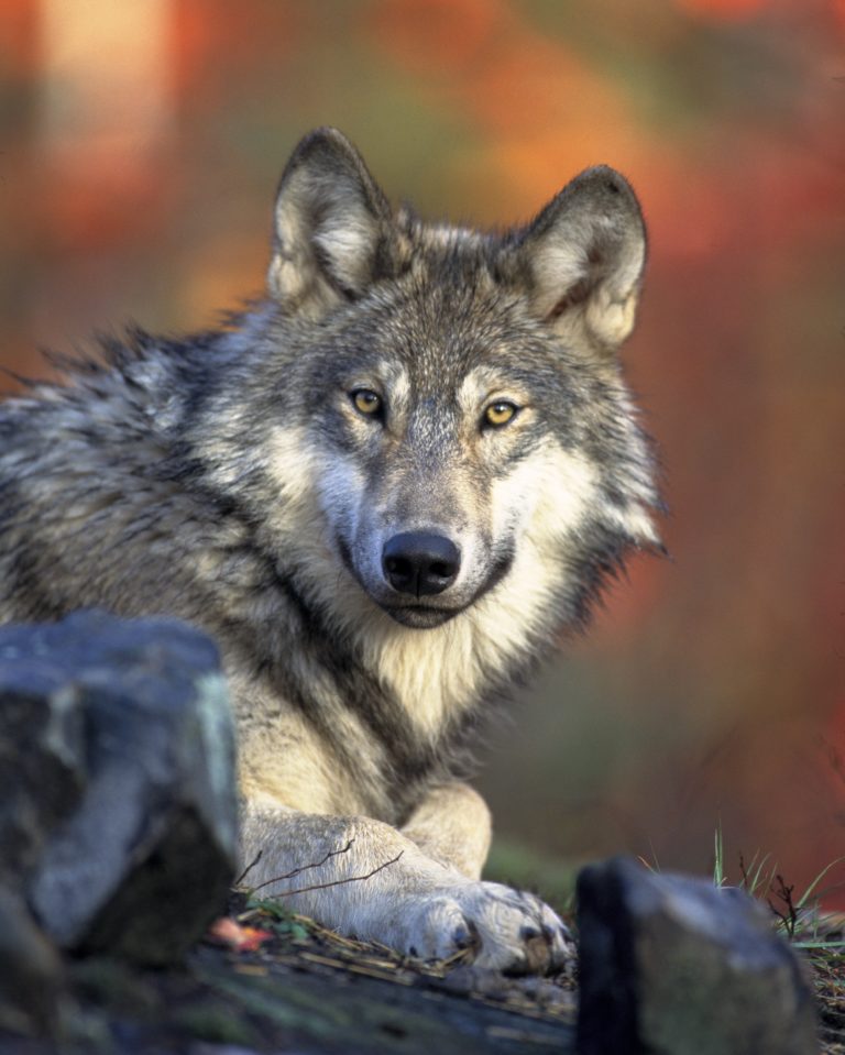 Greywolf81